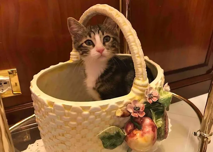 Appartement - Iris - Vallecrosia