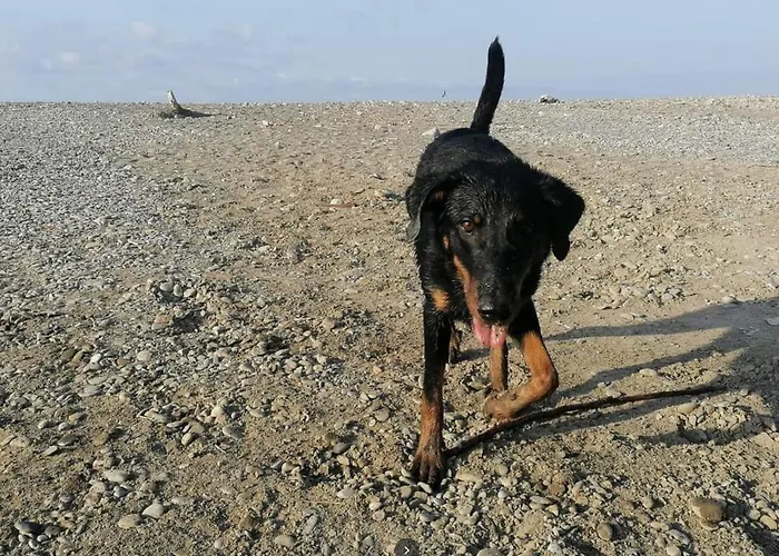 - Iris - Vallecrosia