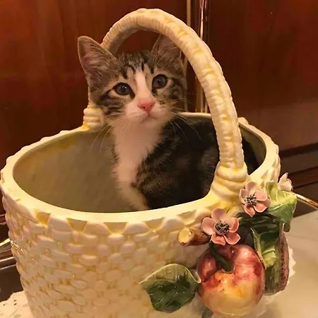 דירה - Iris - ולקרוסיה