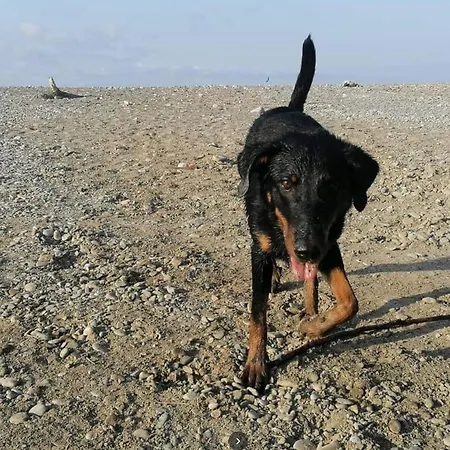 - Iris - ולקרוסיה