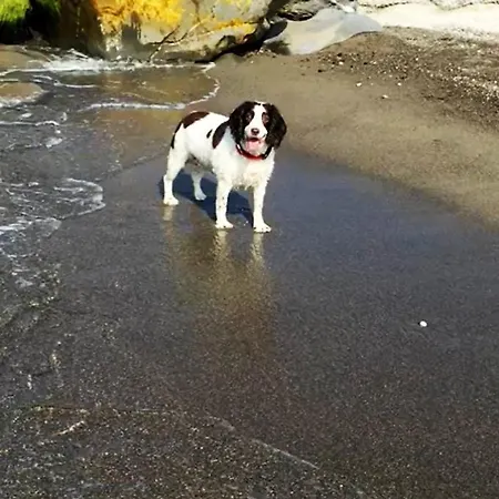 - Iris - Apartament *