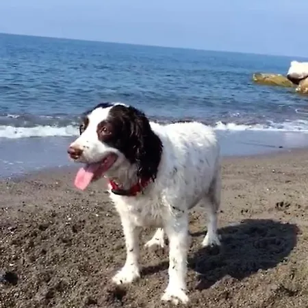 - Iris - * Vallecrosia