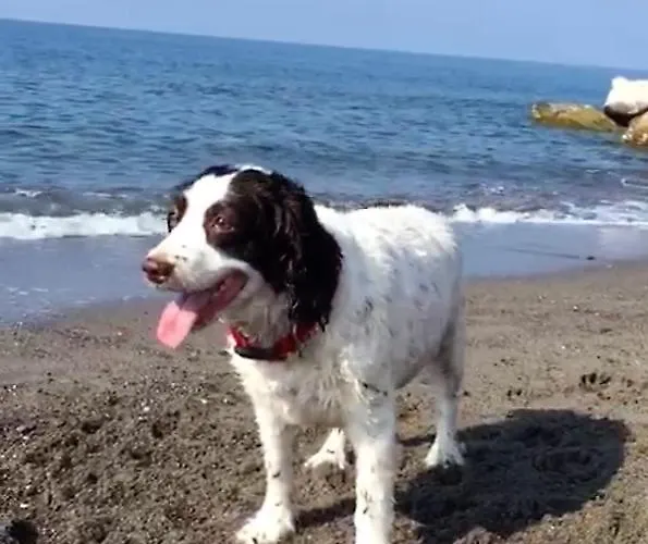 - Iris - * Vallecrosia